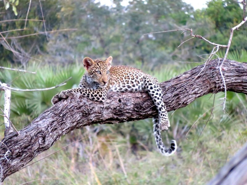 leopard tanzanie Esprit nomade voyages